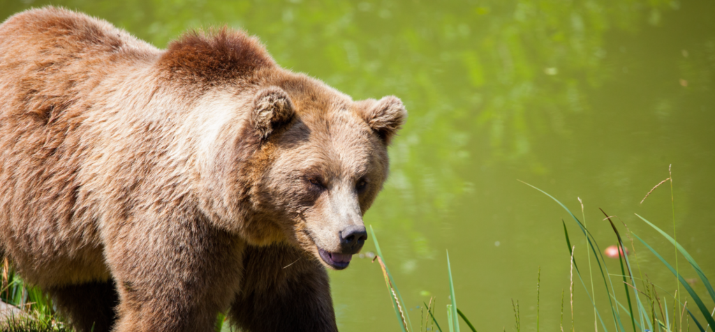bear anchorage top 10 places